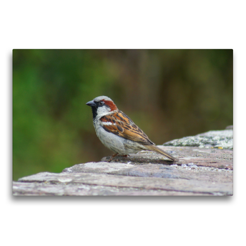 Spatz auf der Mauer