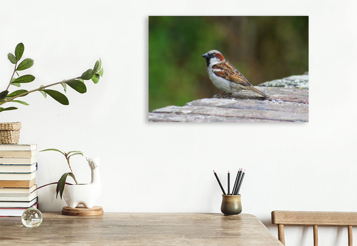 Spatz auf der Mauer