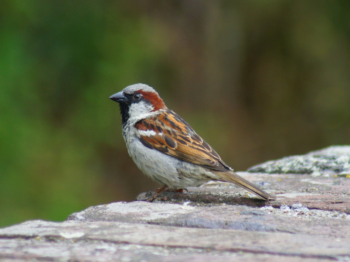 Spatz auf der Mauer