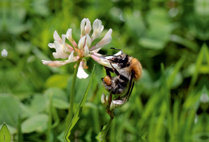 Ackerhummel am Klee