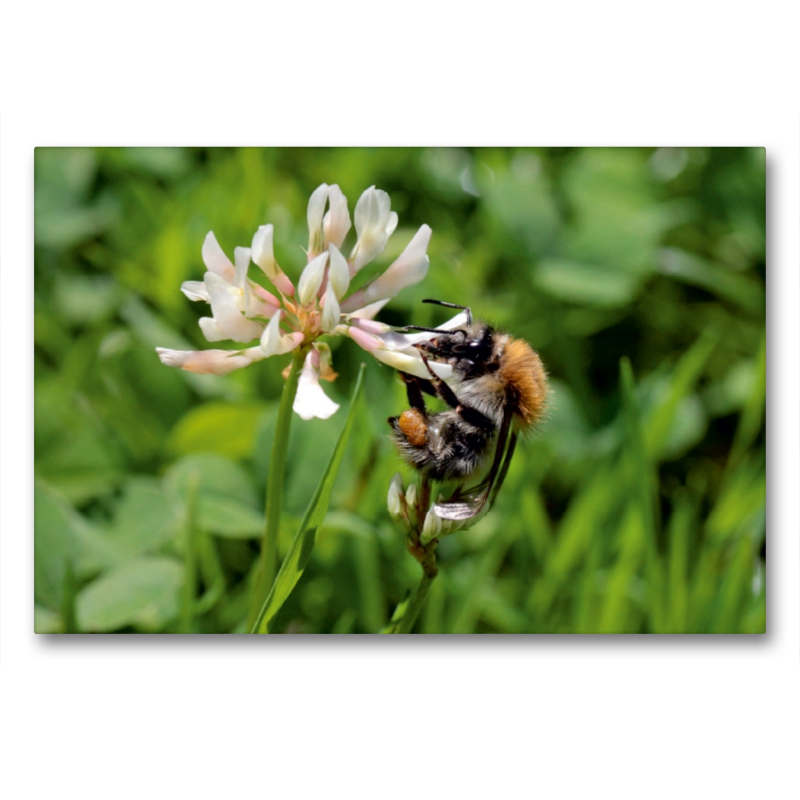 Ackerhummel am Klee