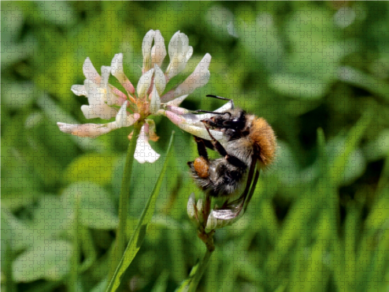 Ackerhummel am Klee