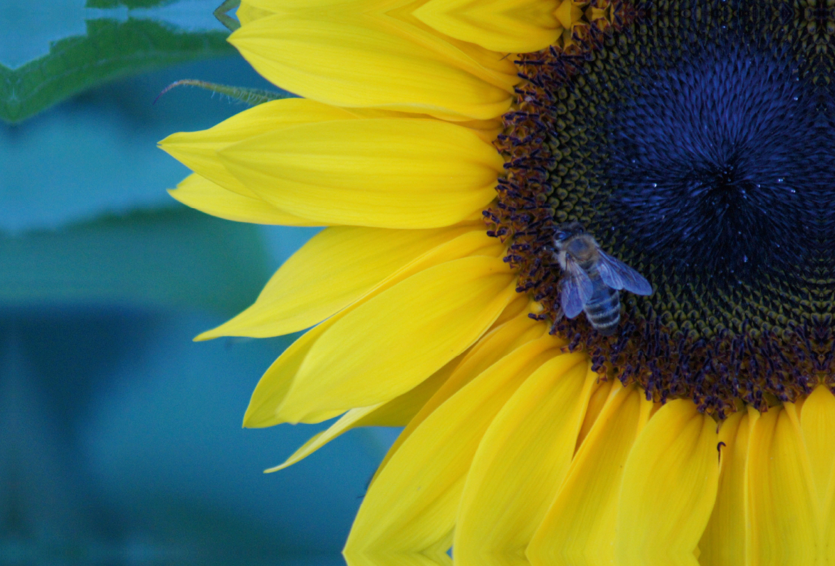 Honigbiene auf Sonnenblumenblüte