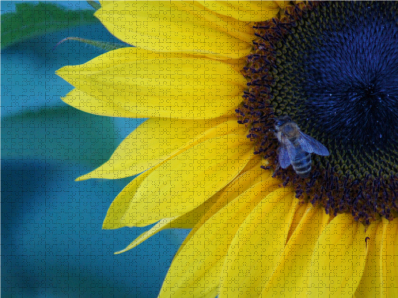 Honigbiene auf Sonnenblumenblüte