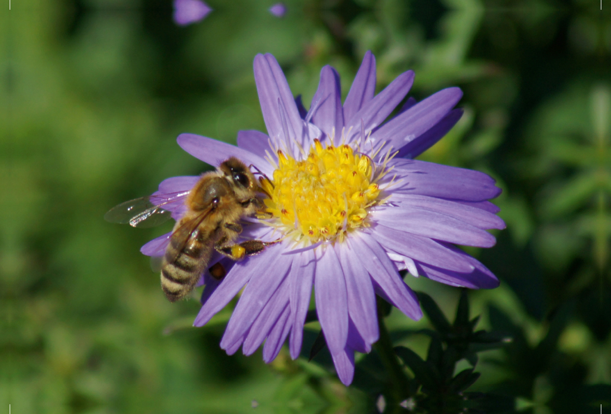 Honigbiene auf lila Aster