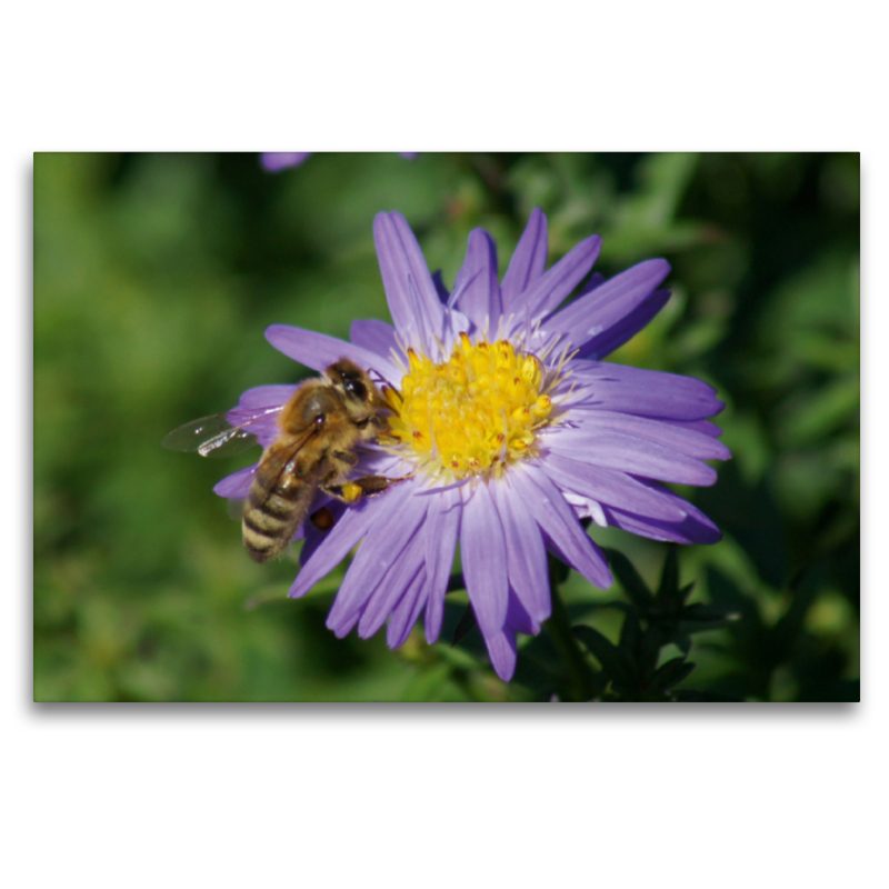 Honigbiene auf lila Aster