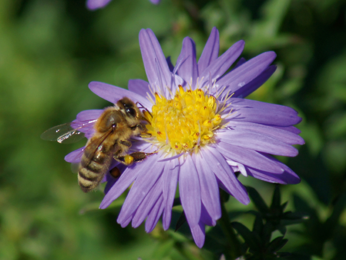 Honigbiene auf lila Aster