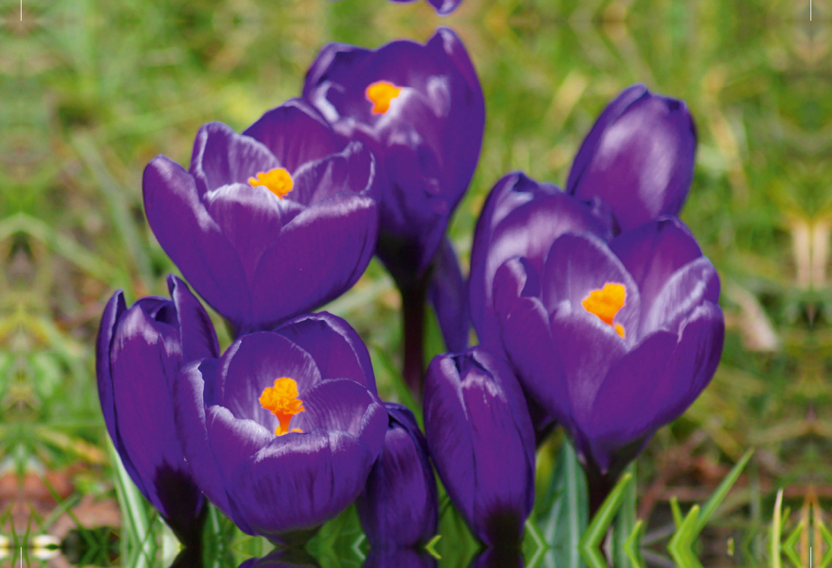 Dunkel lila Krokusse (Crocus)