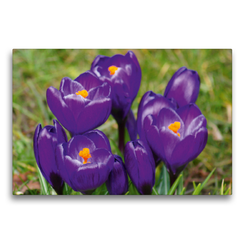 Dunkel lila Krokusse (Crocus)