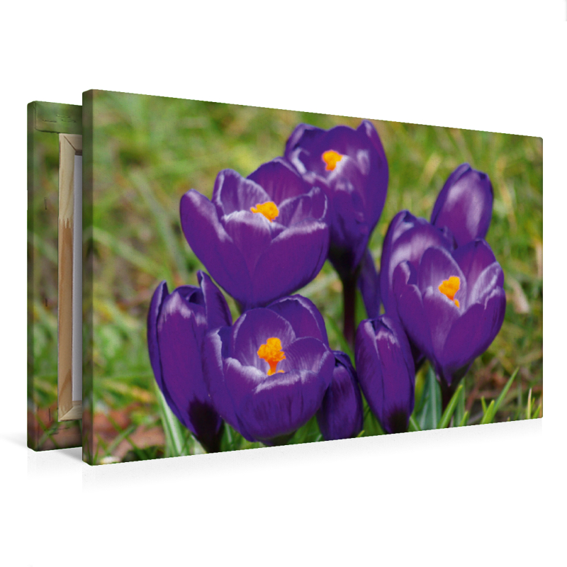 Dunkel lila Krokusse (Crocus)