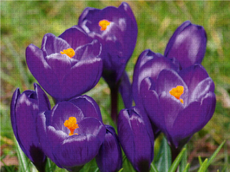 Dunkel lila Krokusse (Crocus)