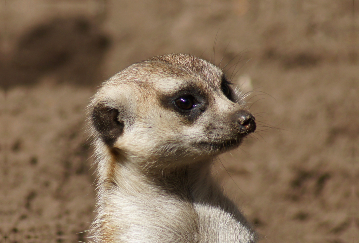 Erdmännchen (Suricata suricatta)