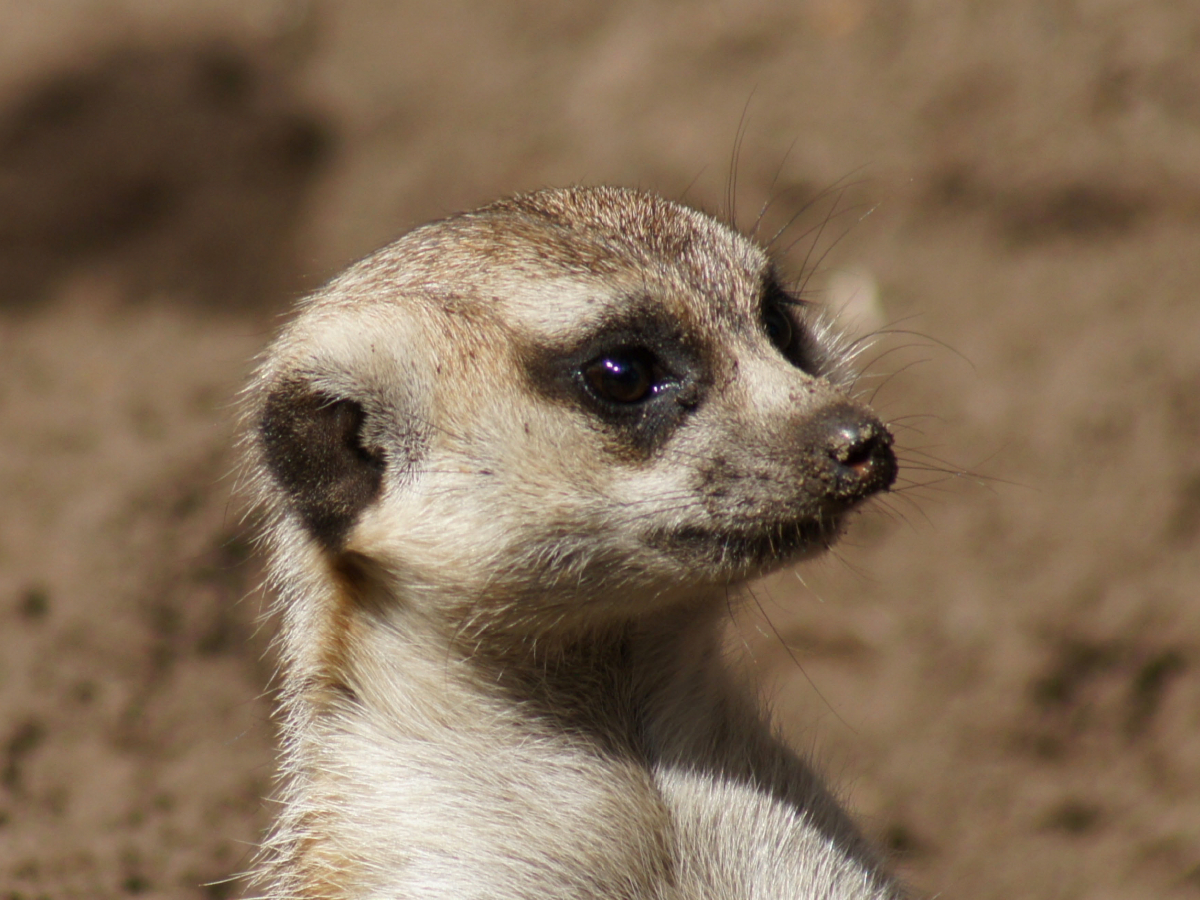 Erdmännchen (Suricata suricatta)