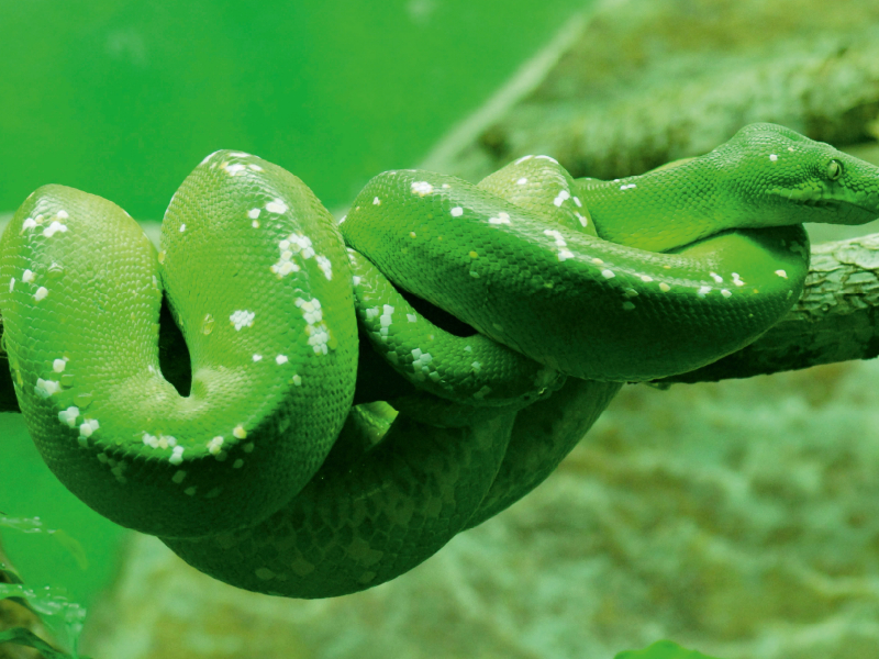 Grüne Baumpython (Morelia viridis)