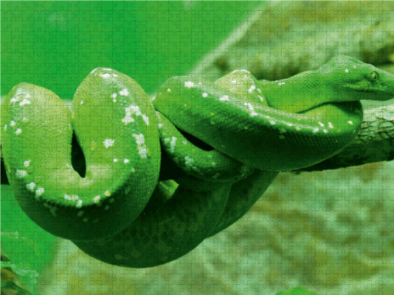 Grüne Baumpython (Morelia viridis)