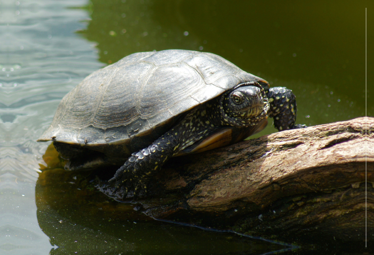 Europäische Sumpfschildkröte (Emys orbicularis)