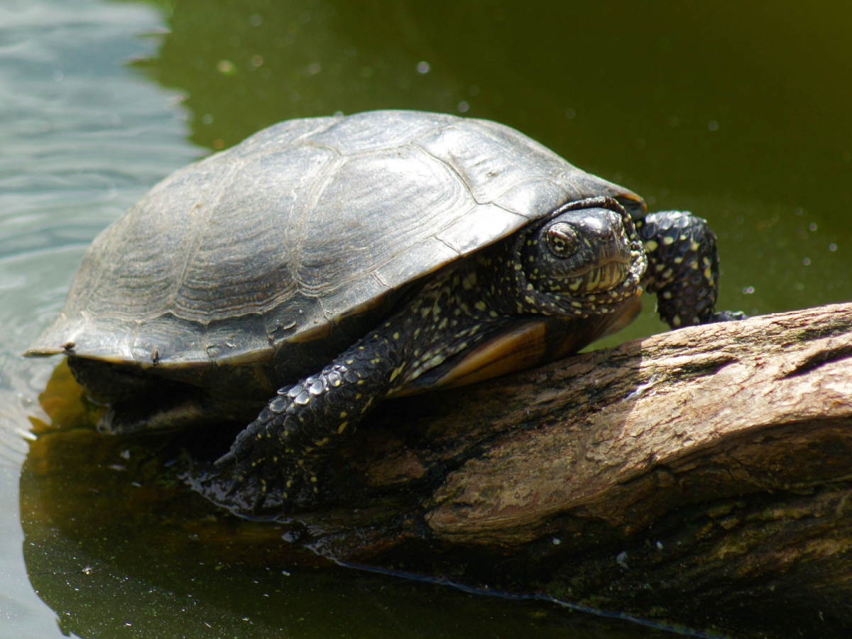 Europäische Sumpfschildkröte (Emys orbicularis)