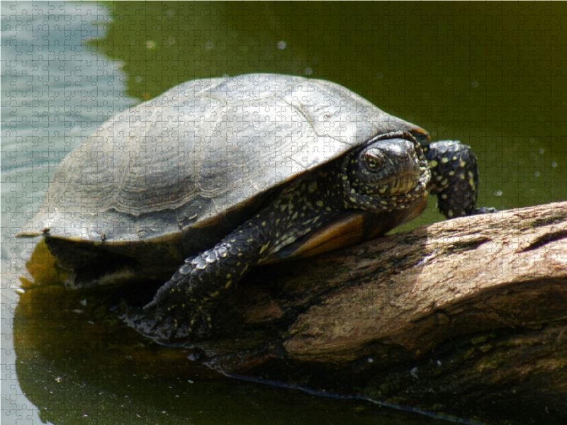 Europäische Sumpfschildkröte (Emys orbicularis)