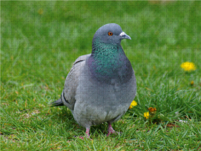 Taube auf der Wiese