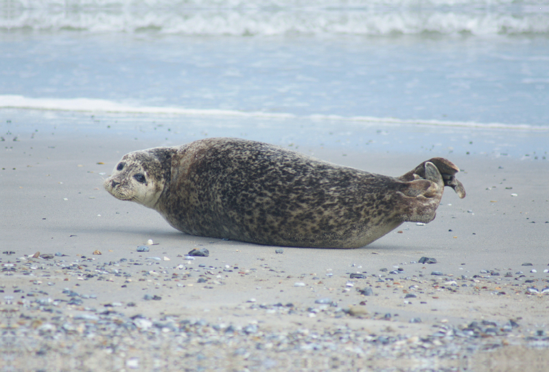 Robbe am Strand von Helgoland