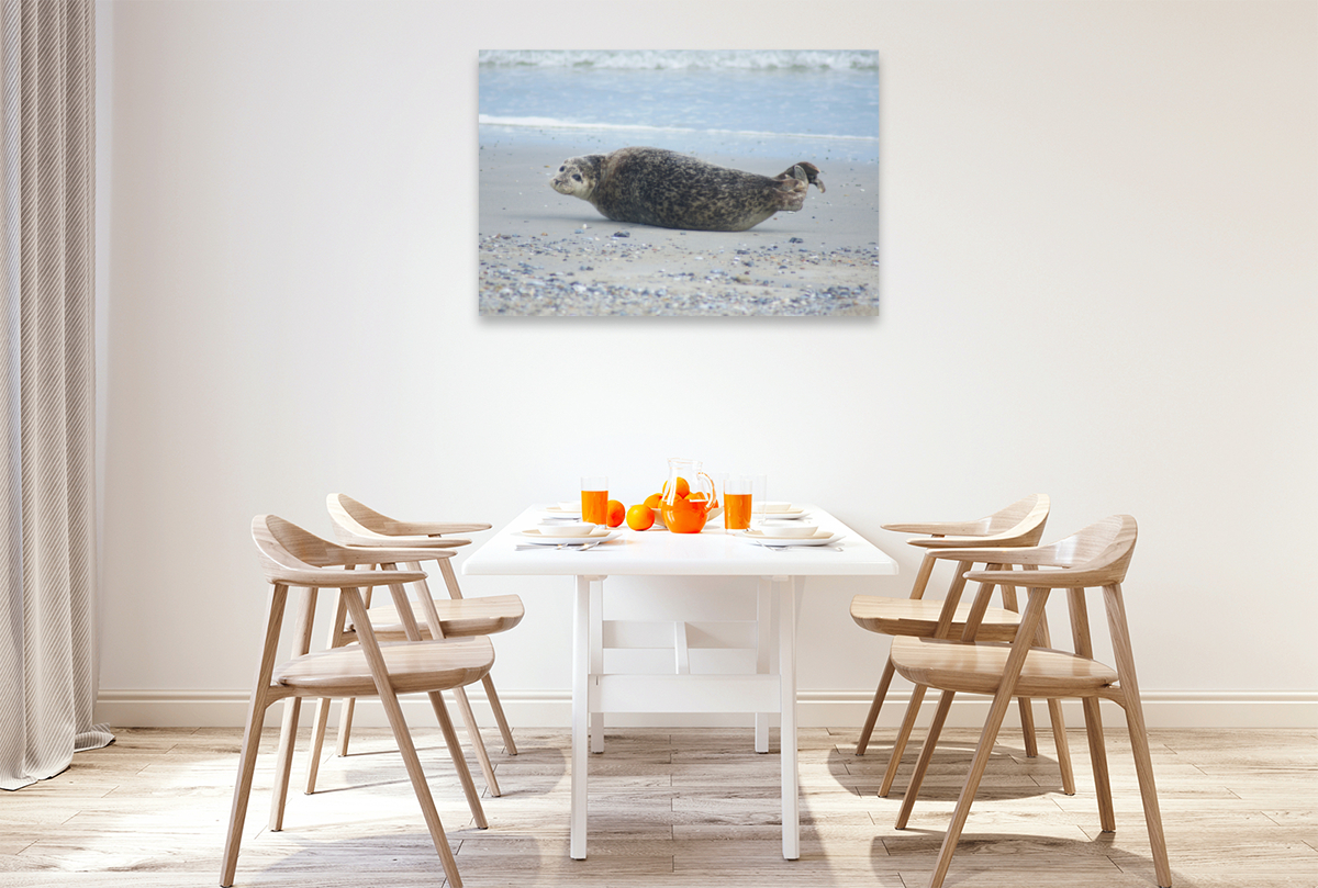 Robbe am Strand von Helgoland