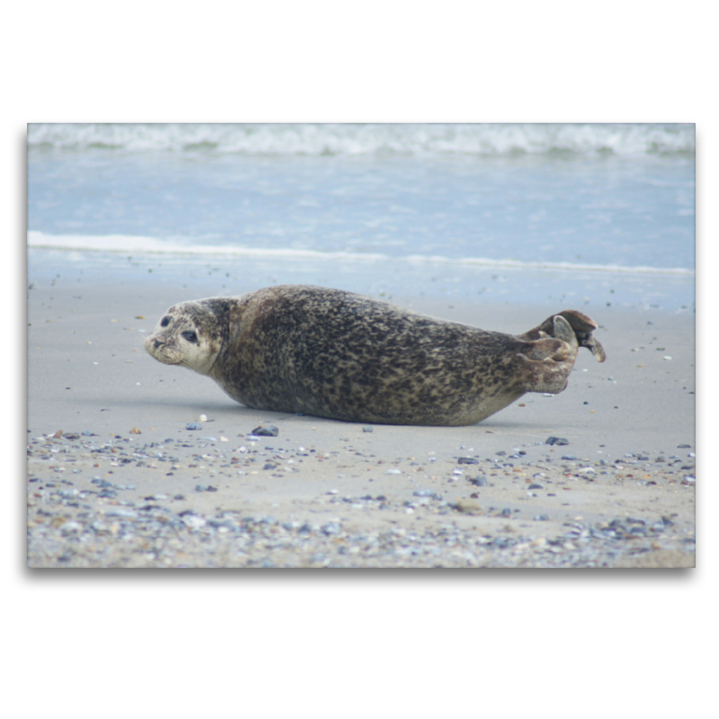 Robbe am Strand von Helgoland