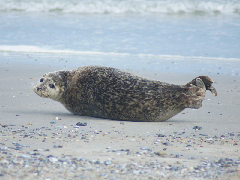 Robbe am Strand von Helgoland