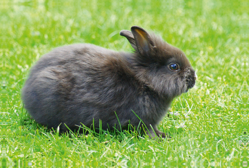 Schwarzes Zwergkaninchen