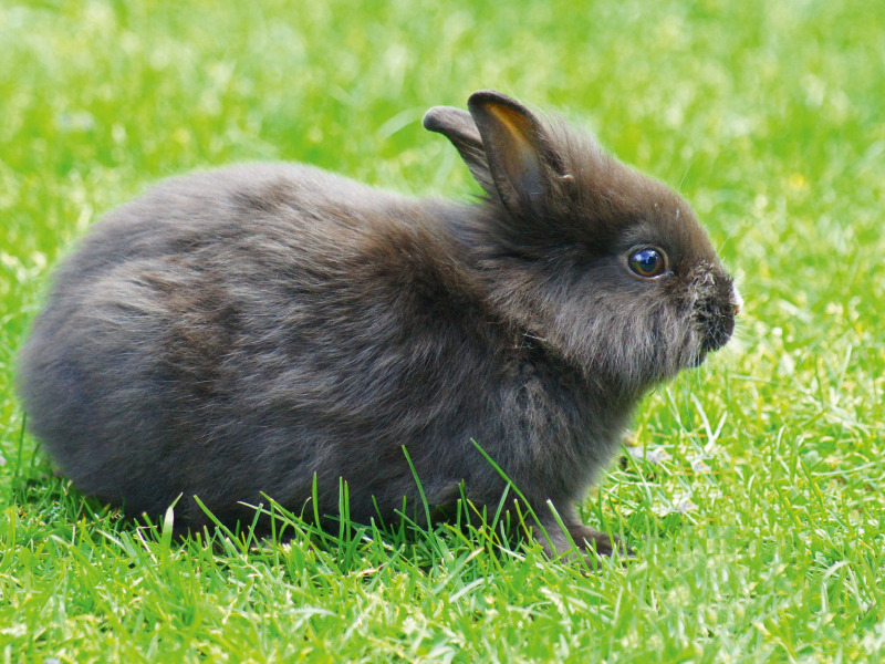 Schwarzes Zwergkaninchen