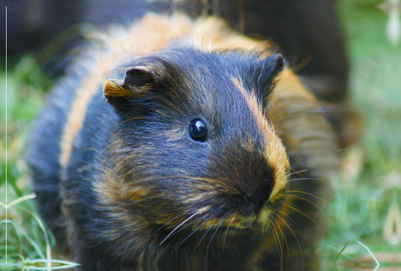 Schildblatt Meerschweinchen