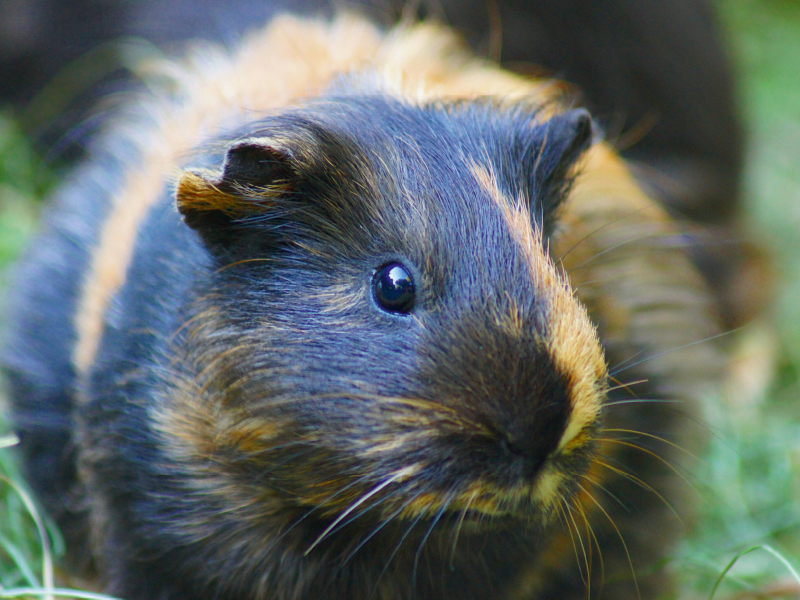 Schildblatt Meerschweinchen