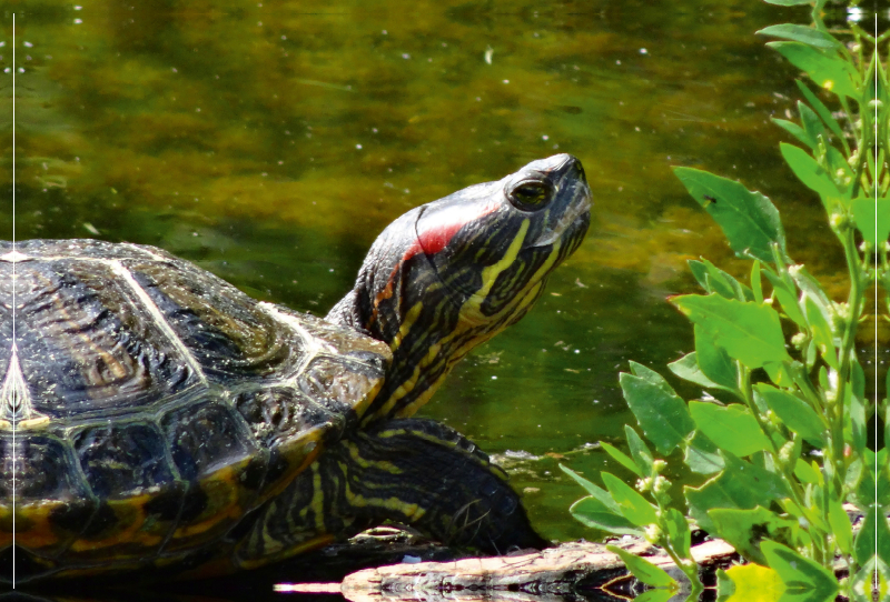 Schmuckschildkröten Portrait