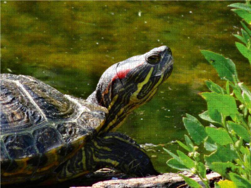 Schmuckschildkröten Portrait