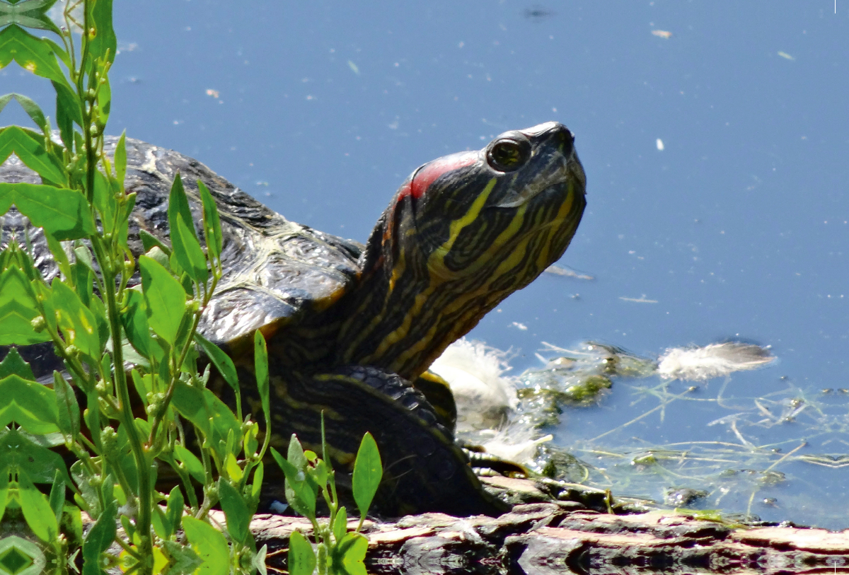 Schmuckschildkröte