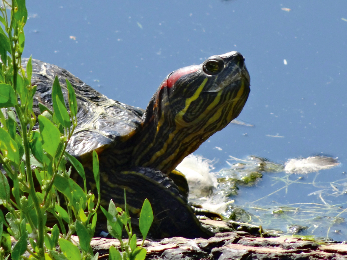 Schmuckschildkröte