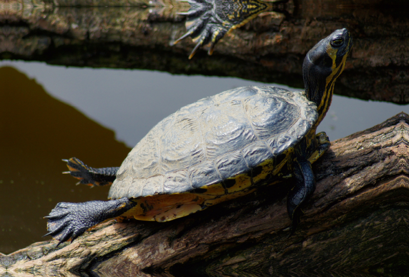 Schmuckschildkröte beim Sonnen