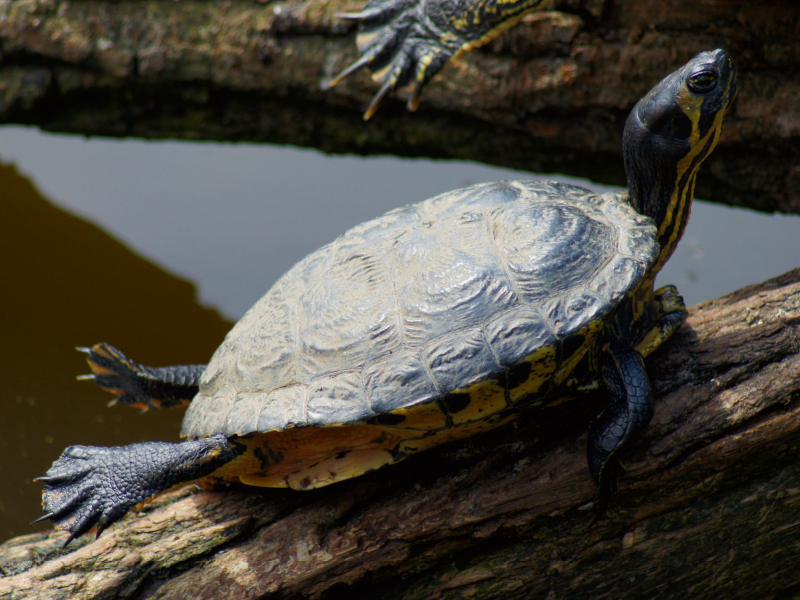 Schmuckschildkröte beim Sonnen