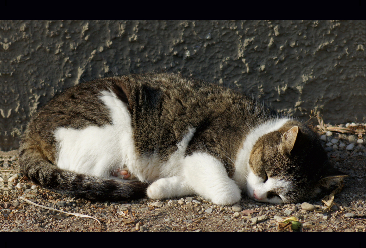 Schlafende Hauskatze