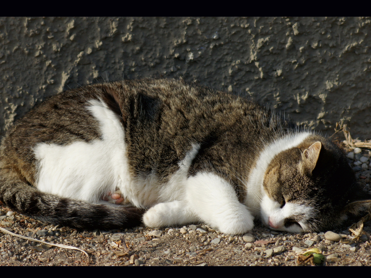 Schlafende Hauskatze