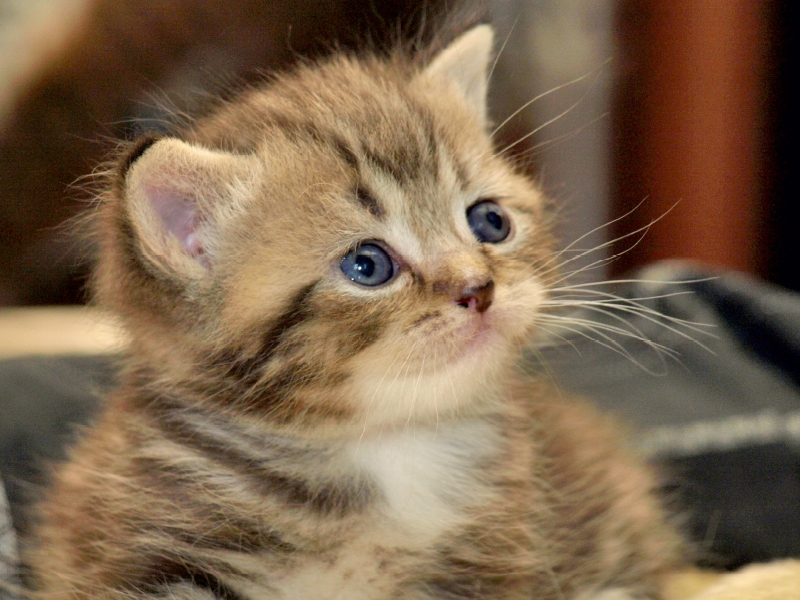 Süßes Britisch Kurzhaar Katzenbaby