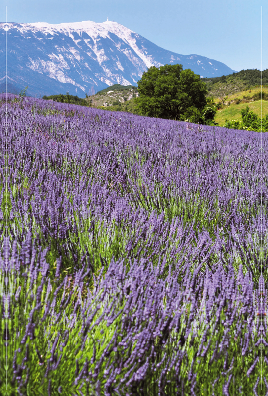 Lavdendel am Mont Ventoux