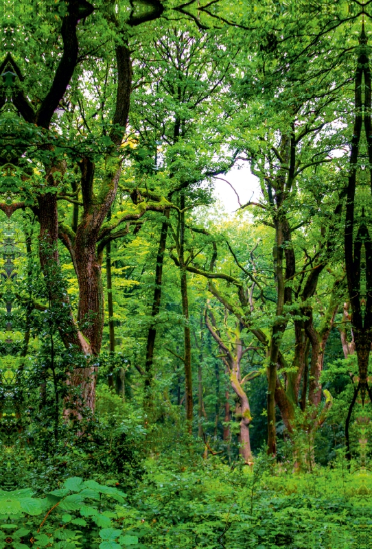 Hermannsweg - Nähe Holzhausen