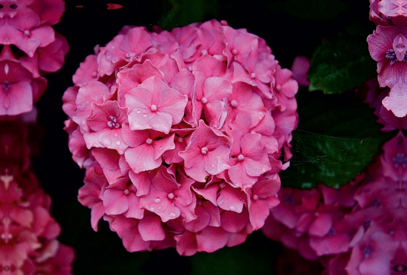 Morgentau auf der Hortensie