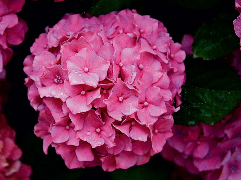 Morgentau auf der Hortensie