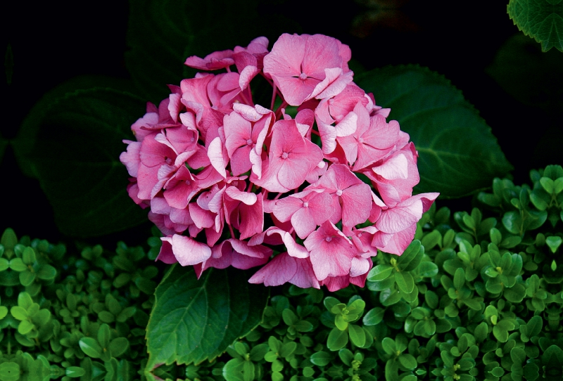 Hortensie mit Buchsbaum