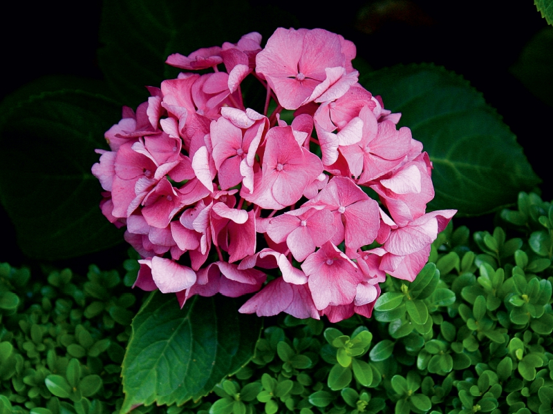 Hortensie mit Buchsbaum