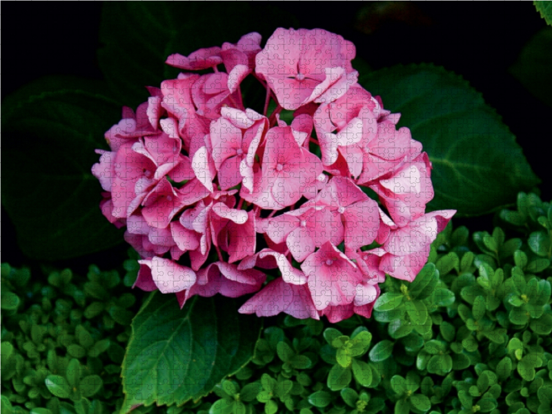 Hortensie mit Buchsbaum