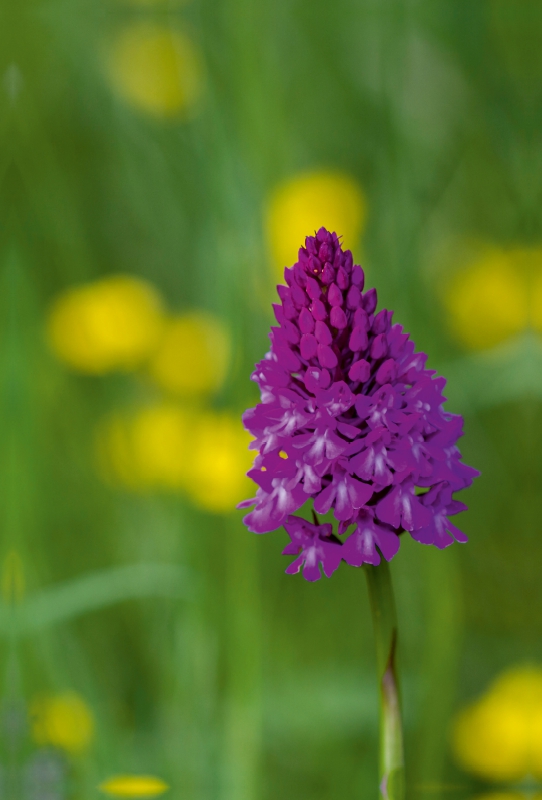 Ein Motiv aus dem Kalender Zauber der Natur - Heimische Orchideen und Wiesenblumen