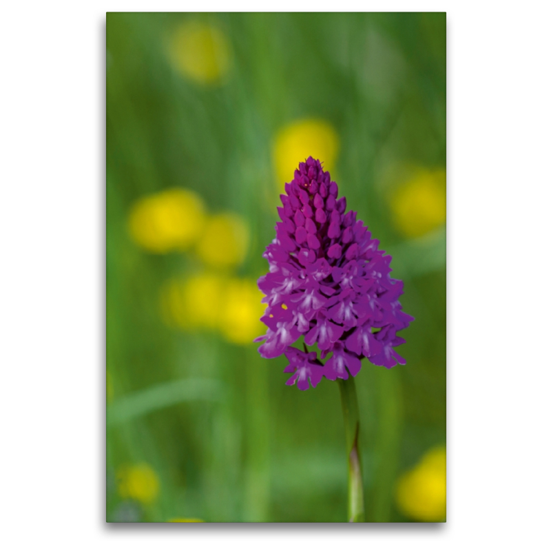 Ein Motiv aus dem Kalender Zauber der Natur - Heimische Orchideen und Wiesenblumen