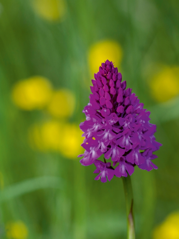 Ein Motiv aus dem Kalender Zauber der Natur - Heimische Orchideen und Wiesenblumen